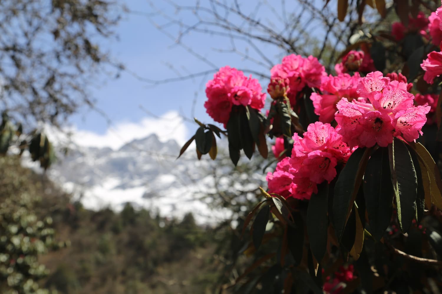 Pink rhododendrons in flower in the Khumbu