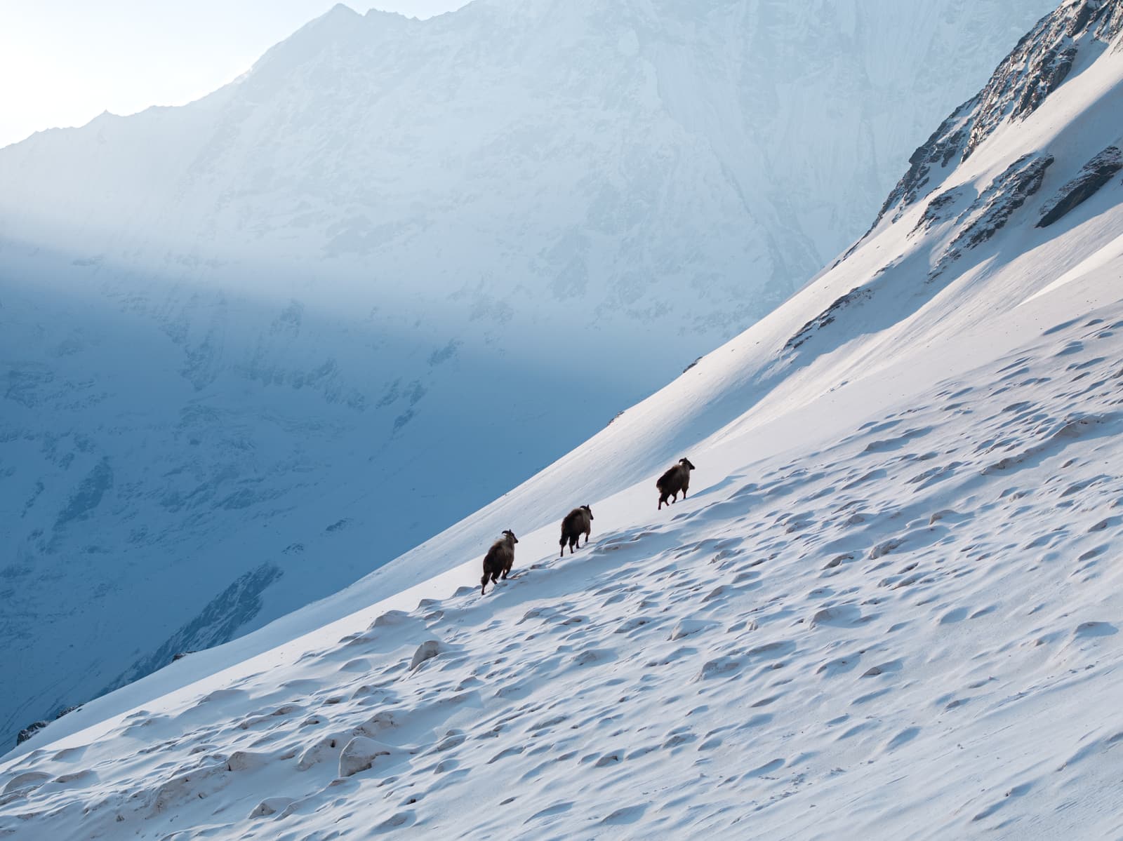 Himalayan tahr crossing a snow slope at dawn